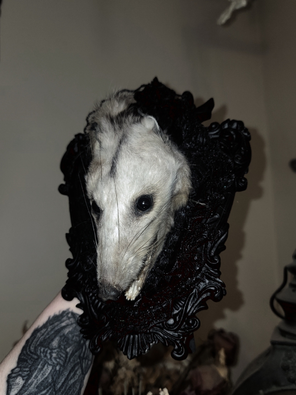 Gothic Mummified Opossum